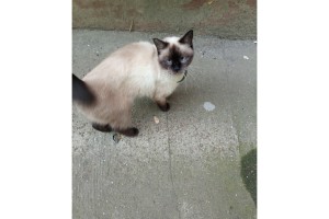 Найдена кошка в Тирасполе по ул. Комсомольская